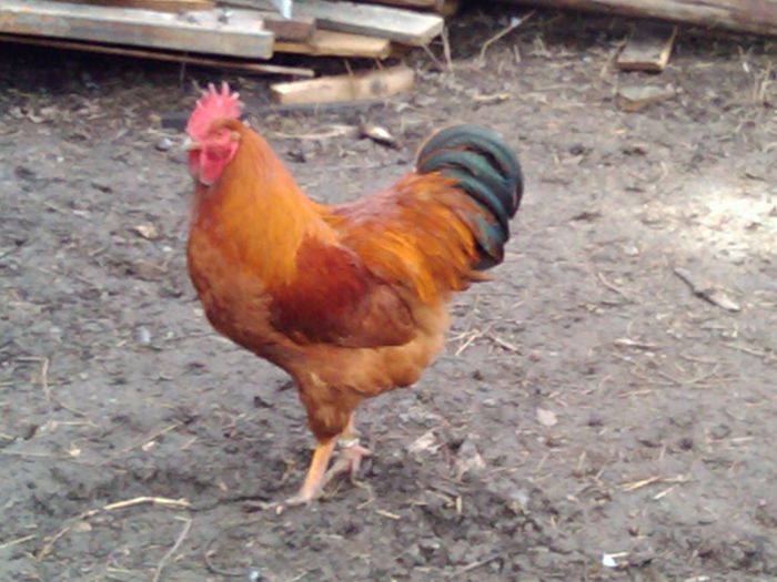 30.01 008; cocos germania
