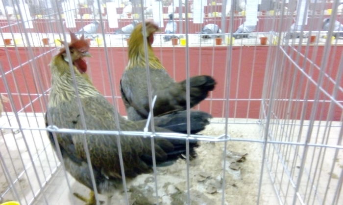 IMG_20160115_203714 - Expozitie 2016 - 16 Ianuarie - Medias -Asociatia columbofila Tarnava-Mare