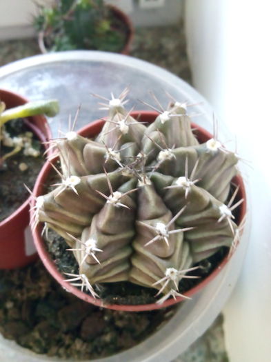 Gymnocalcium friedrichii