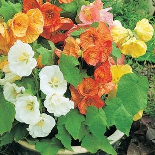 Abutilon mix 3 lei o samanta - seminte diverse 2018