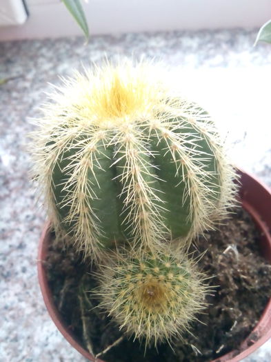 Notocactus warasii