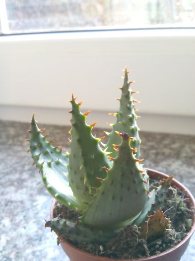 Aloe broomii - SUCULENTE