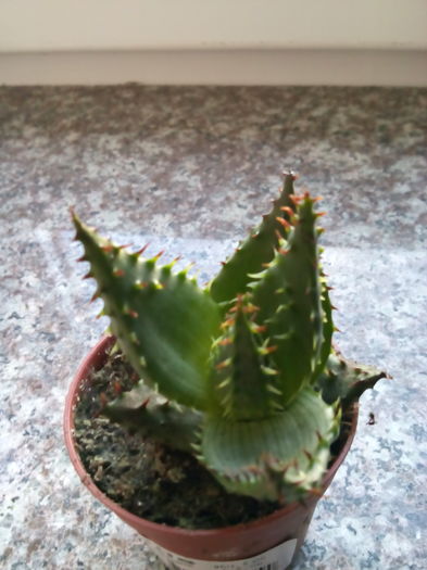 Aloe broomii - SUCULENTE