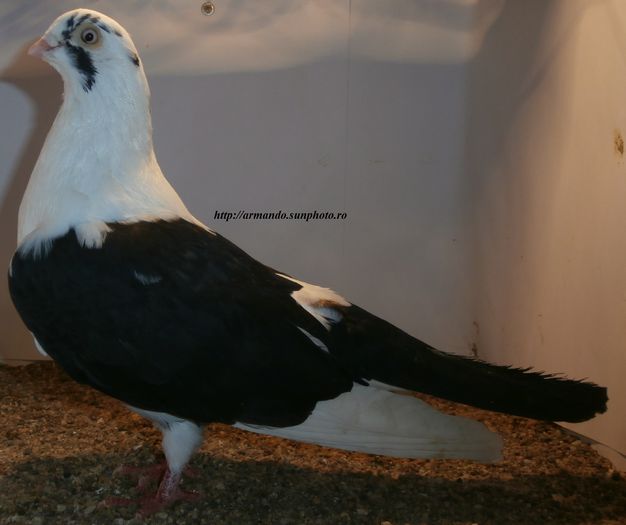  - D- Baltati pe Negru