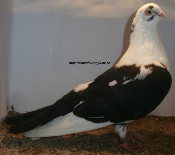 Mascul 2014 - D- Baltati pe Negru