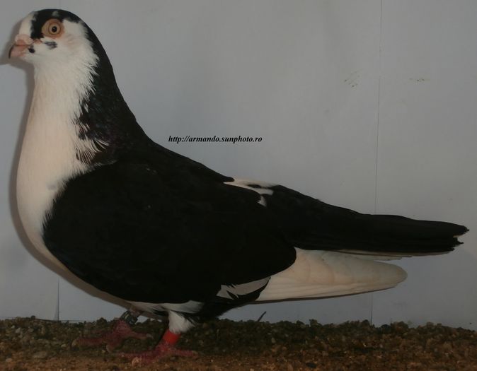  - D- Baltati pe Negru