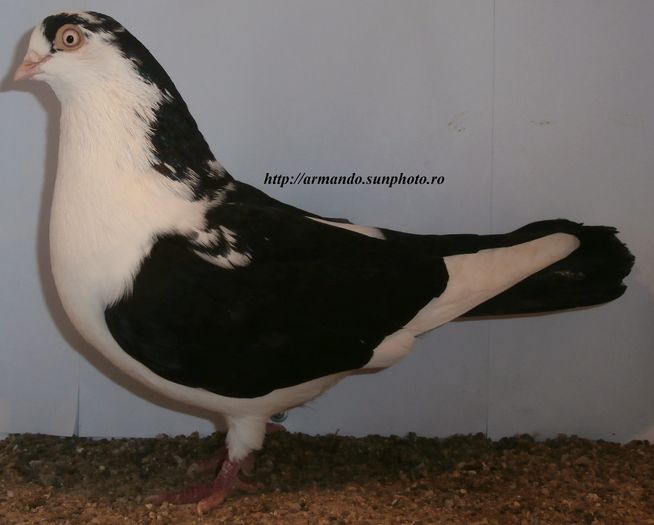 Mascul 2015 - D- Baltati pe Negru