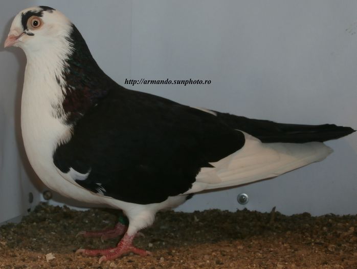  - D- Baltati pe Negru