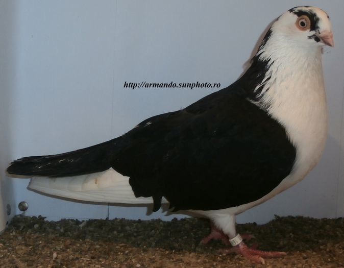  - D- Baltati pe Negru