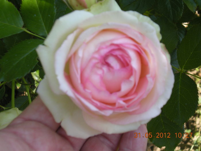 01iun2012 019 - trandafiri