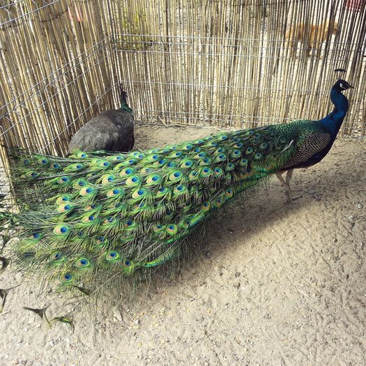 IMG_20150413_124617 - Pavo cristatus - paun asiatic