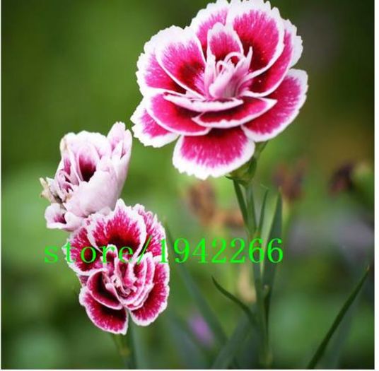 American Pink Flower 1ron - AAA DE VANZARE SEMINTE FLORI RARE o noua transa