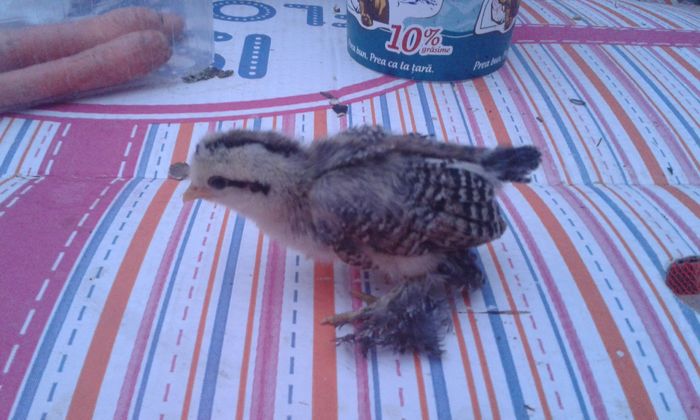 puica prepelita motata