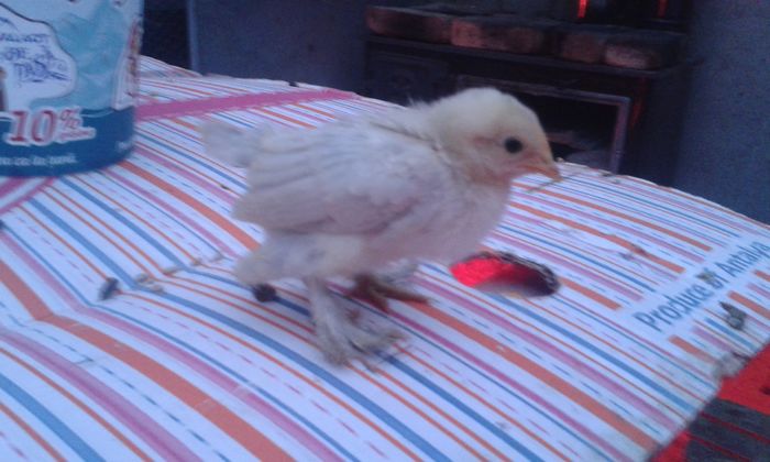 mii flori izabel 2 sapt