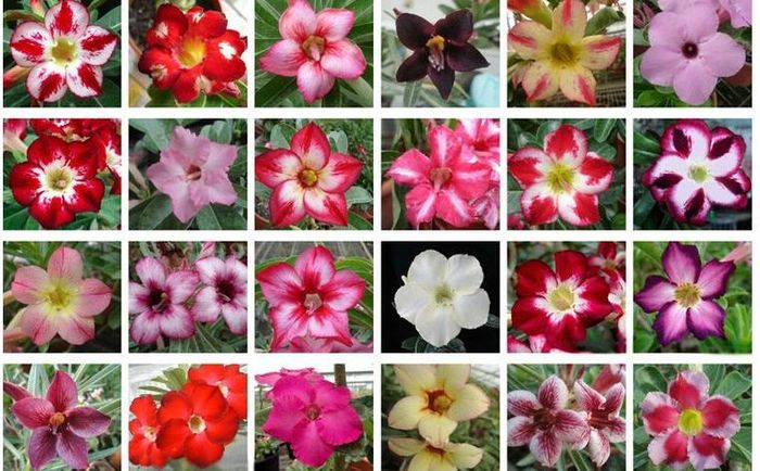 ADENIUM OBESUM  MIX  3 ron