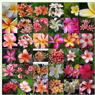 PLUMERIA RUBRA MIX 2 ron - AAA DE VANZARE SEMINTE FLORI RARE o noua transa