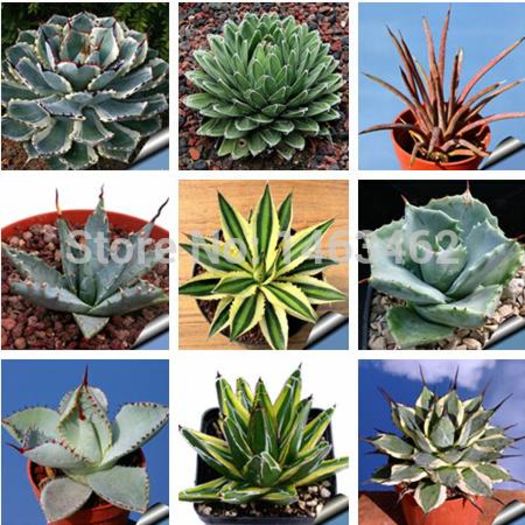 AGAVE MIX  2ron