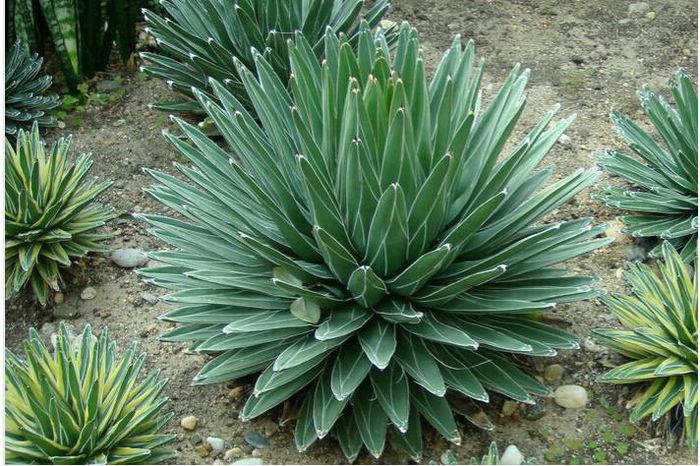 AGAVE MIX 2ron - AAA DE VANZARE SEMINTE FLORI RARE o noua transa