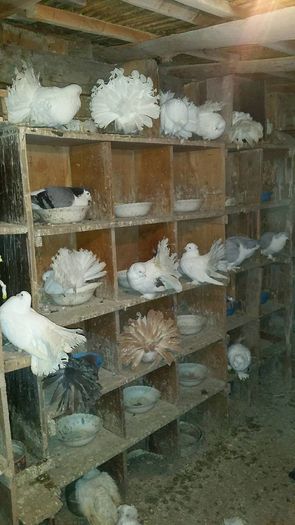 12631198_566342656875311_305148233_o