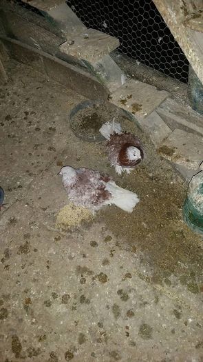 12632818_566342726875304_1563366392_o