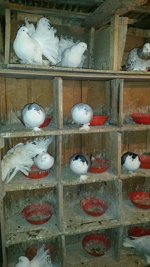 12632960_566342610208649_496811257_o