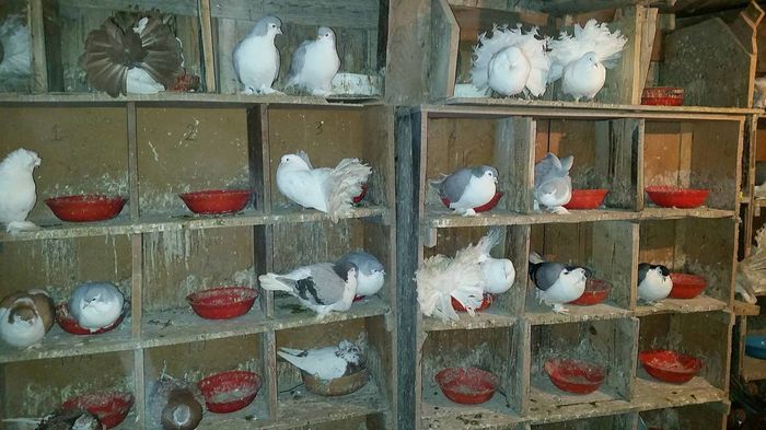 12636915_566343160208594_1696932987_o