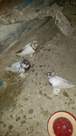 12636958_566342903541953_915622434_o