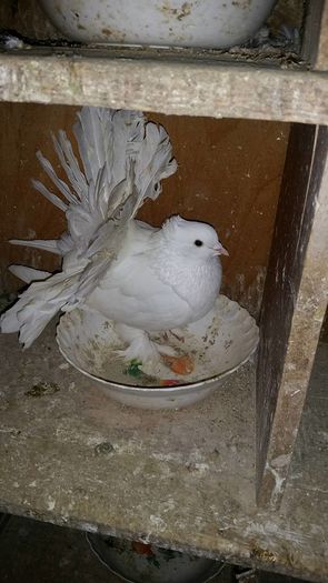 12637380_566342870208623_2092337524_o