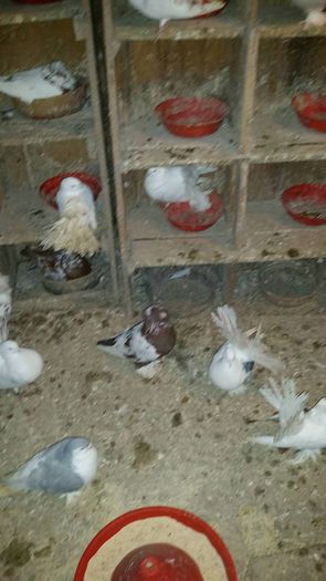 12655939_566342633541980_1595134199_o