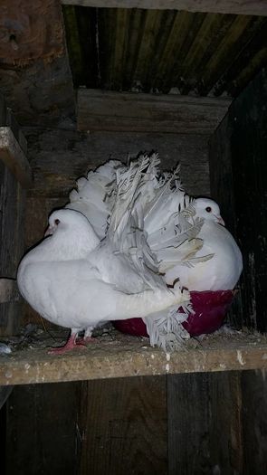 12656044_566342776875299_1165829286_o