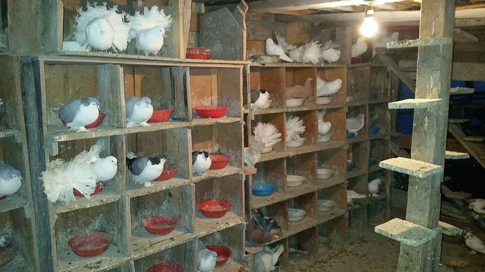 12656145_566343013541942_127880337_o