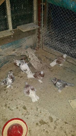 12656287_566342683541975_1543434685_o