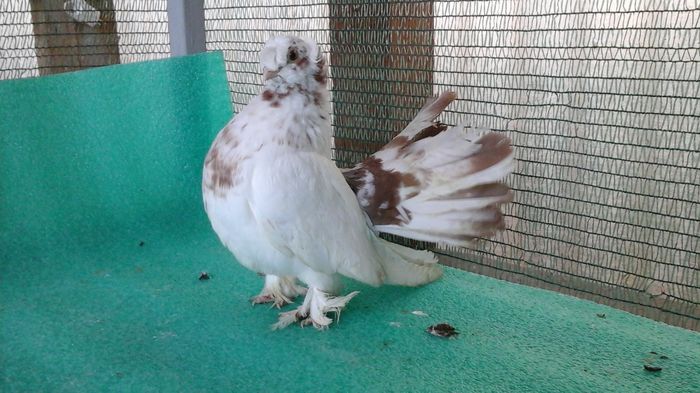 F Clemă galbenă, vanduta