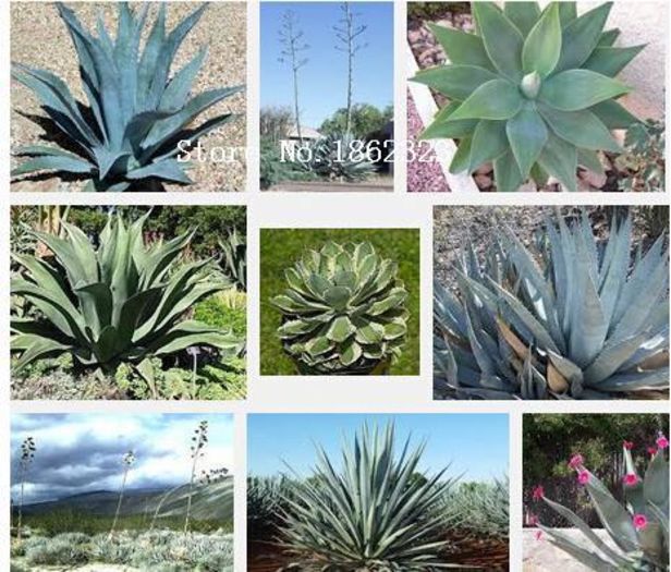 AGAVE MIX 2ron