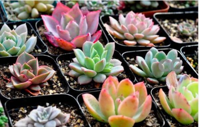 Lithops Pseudotruncatella Succulents