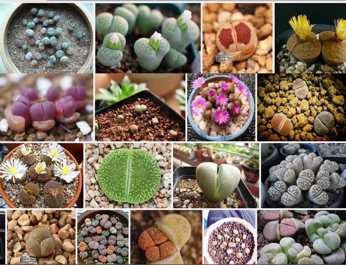 LITHOPS PSEUDOTRUNCATELLA (pietre vii) 2ron - AAA DE VANZARE SEMINTE FLORI RARE o noua transa