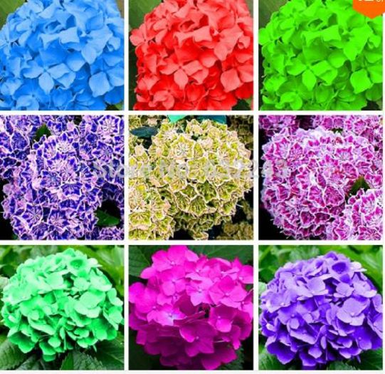 Hydrangea MIX 1ron