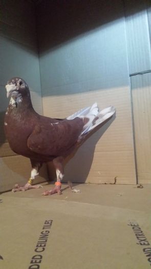20160130_182658 - miulemans