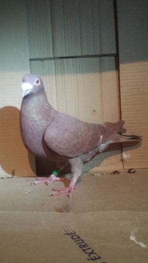 20160130_182952 - miulemans
