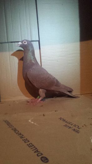 20160130_183047 - miulemans