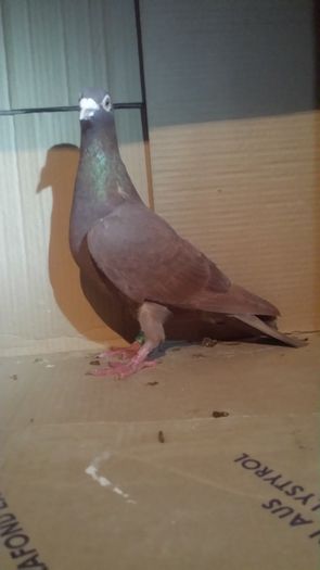 20160130_183056 - miulemans