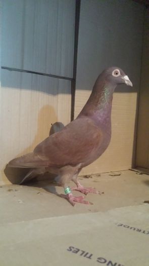 20160130_183114 - miulemans