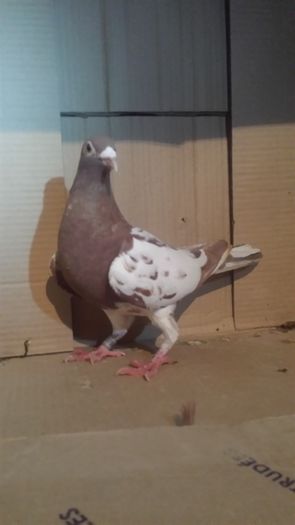 f 2015 - miulemans