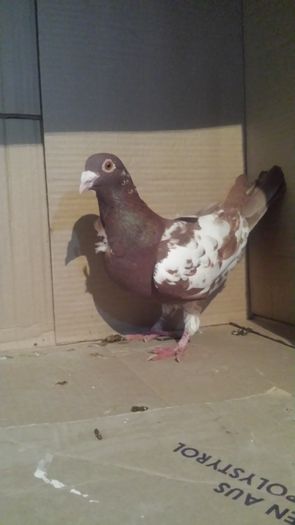 m 2015 - miulemans