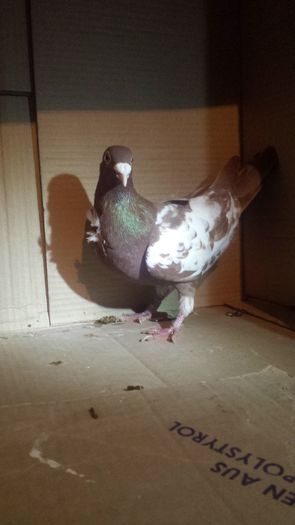 20160130_183403 - miulemans