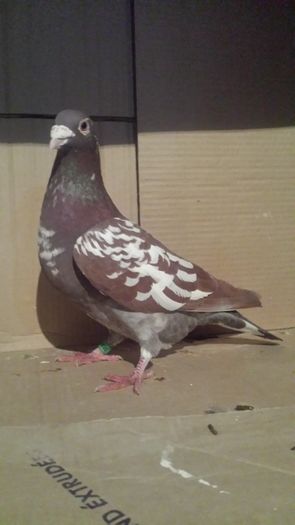 m 2011 - miulemans