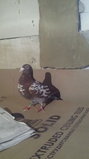 20160130_183635 - miulemans