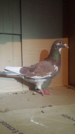 f 2015 - miulemans