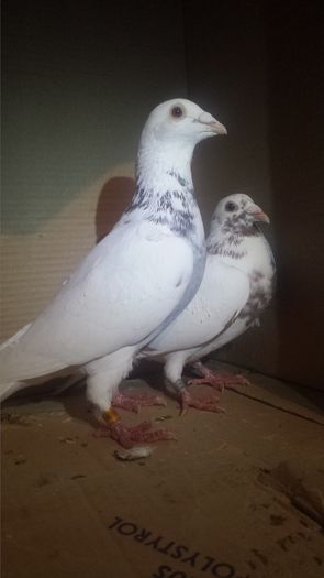 20160130_185259 - miulemans