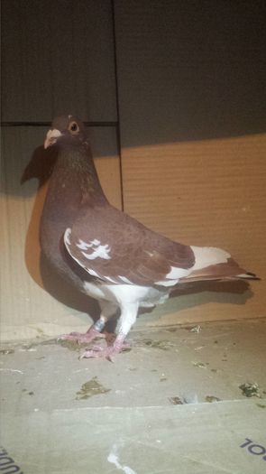 20160130_185449 - miulemans